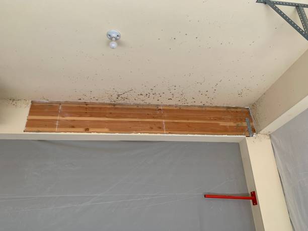 Best Industrial Mold Remediation  in Sussex, NJ