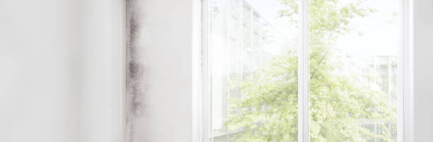 Best Biohazard Mold Removal  in Sussex, NJ
